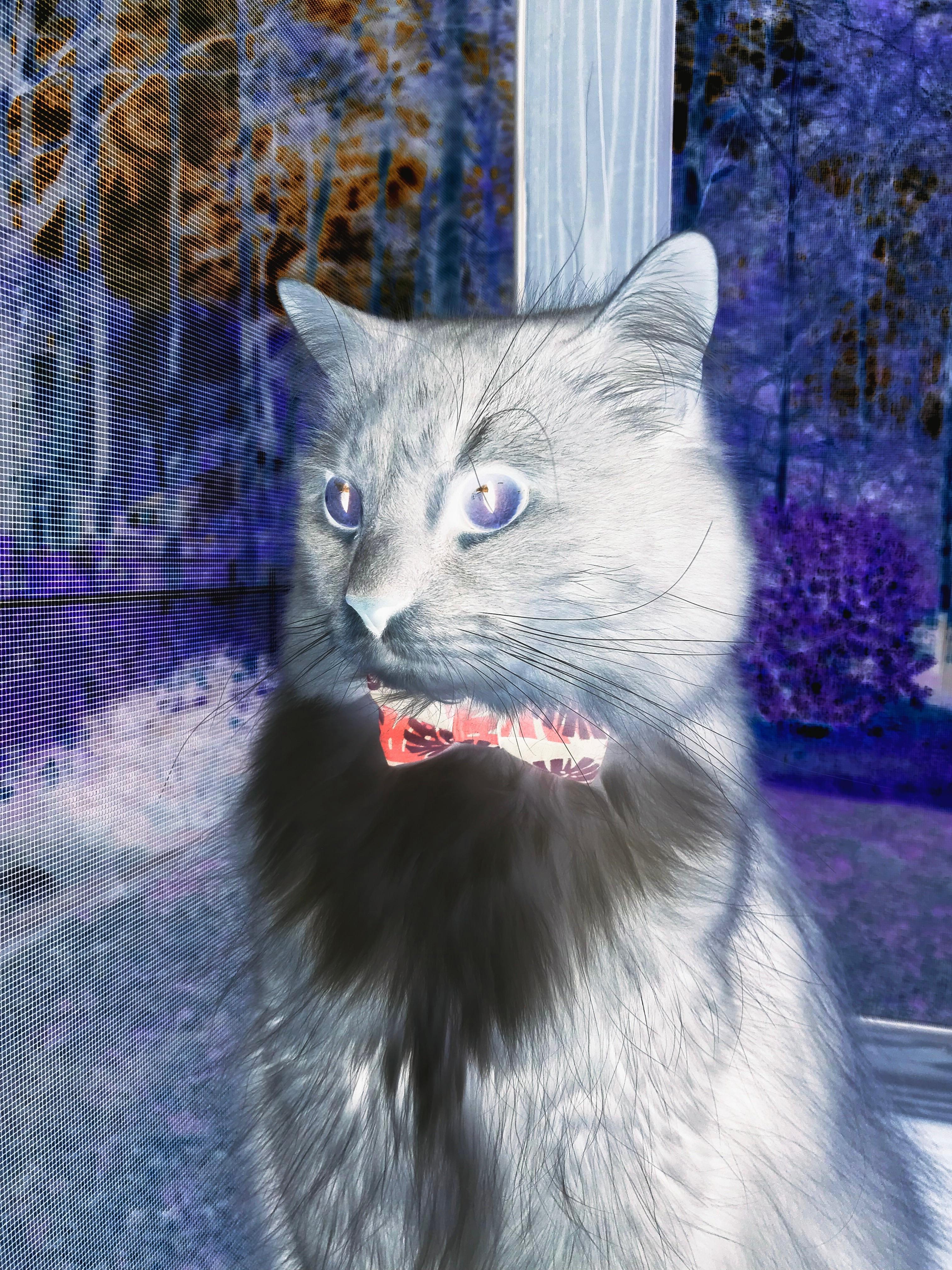 “法甲豪门鏖战，冠军归属难料”，法甲为何没有豪门俱乐部