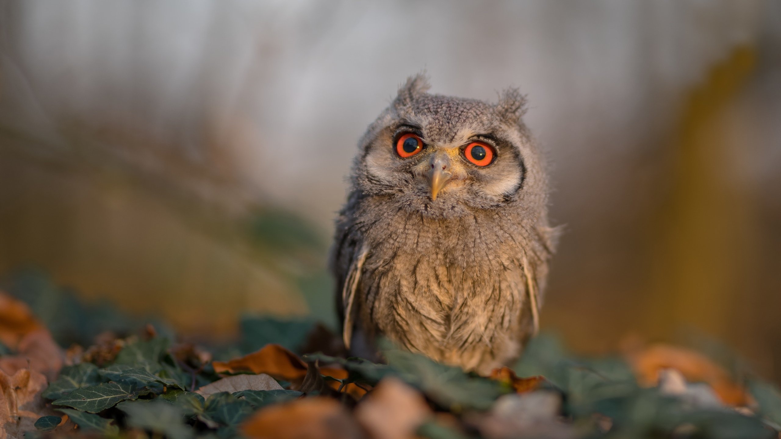 上海男篮成功晋级八强,逐梦冠军,上海男篮成功晋级八强,逐梦冠军是谁