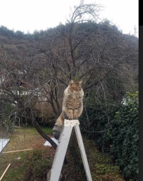 多米尼加球队获得美洲联赛亚军，实力实至名归，多米尼加足球联赛