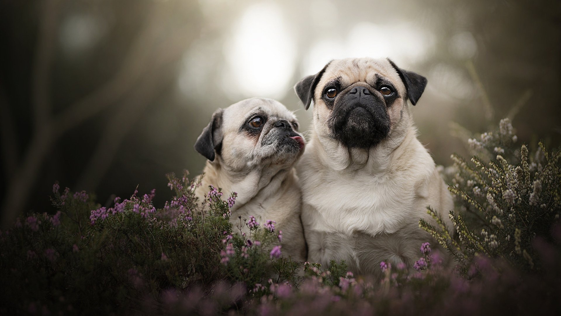 尼日利亚国家队阵容调整,尼日利亚队球星