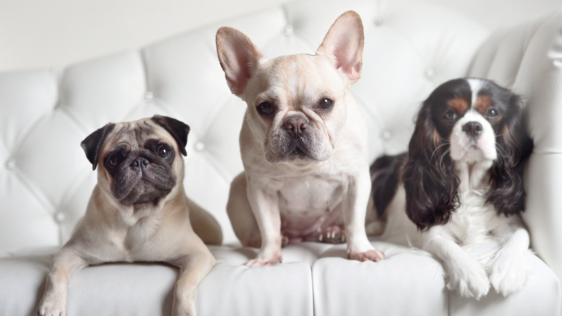 开云官方-欧国联比赛：黑山队客场战胜芬兰队，黑山对荷兰