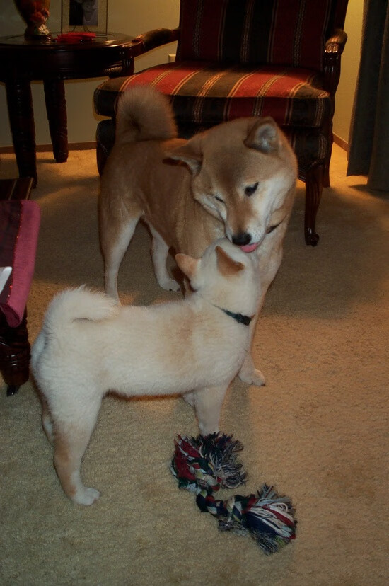 开云网页版-莱斯特城主帅瓜迪奥拉调整战术以备战下场比赛，瓜迪奥拉和莱万多夫斯基