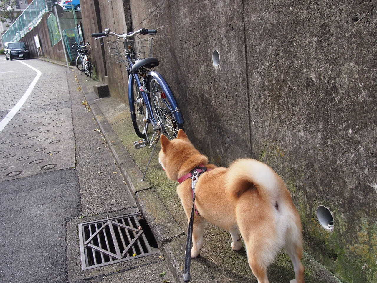 莱斯特城主帅瓜迪奥拉调整战术以备战下场比赛，瓜迪奥拉来曼城第一年买了谁
