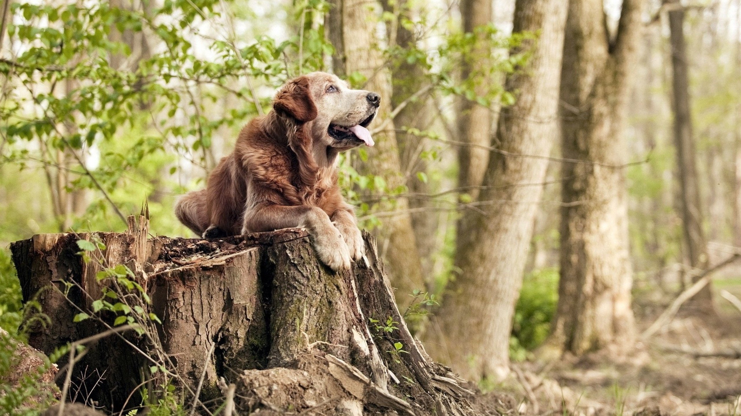 莱斯特城主席宣布新球场计划,引发期待,莱斯特城球队