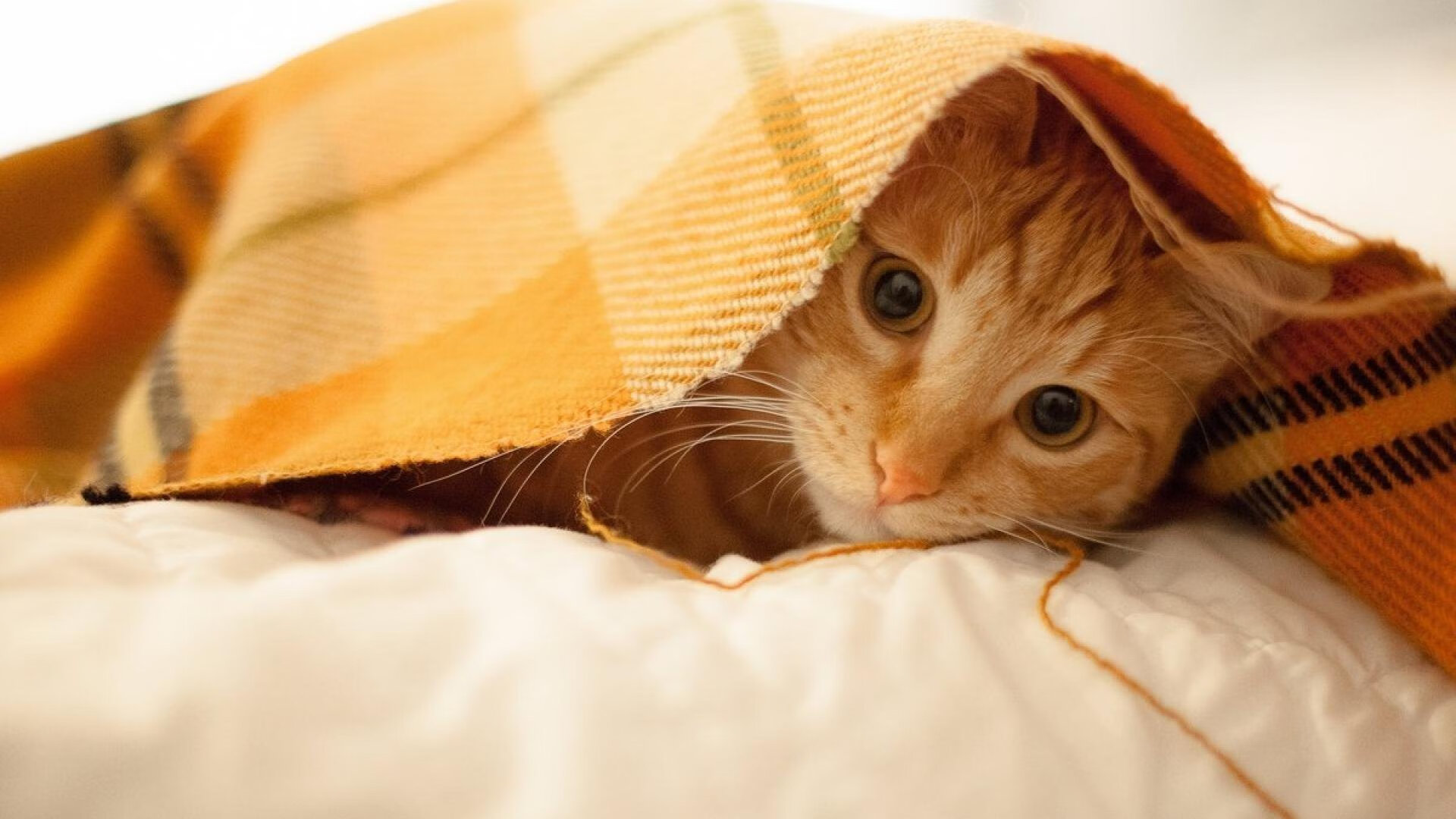 NBA球队比赛录像分析系统优化，nba录像列表