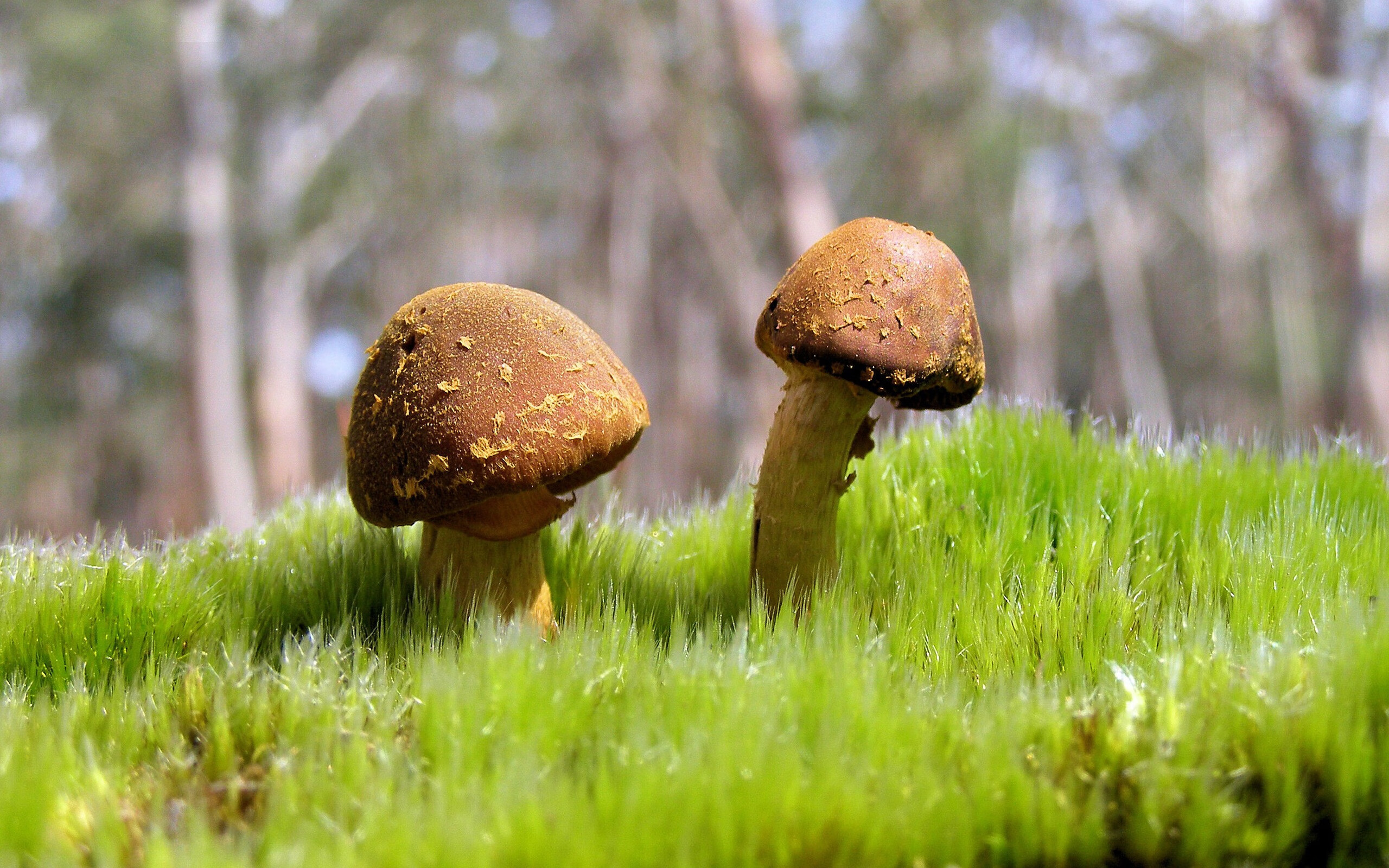 中国篮球职业联赛经济效益分析与评价，中国篮球职业联赛的看法