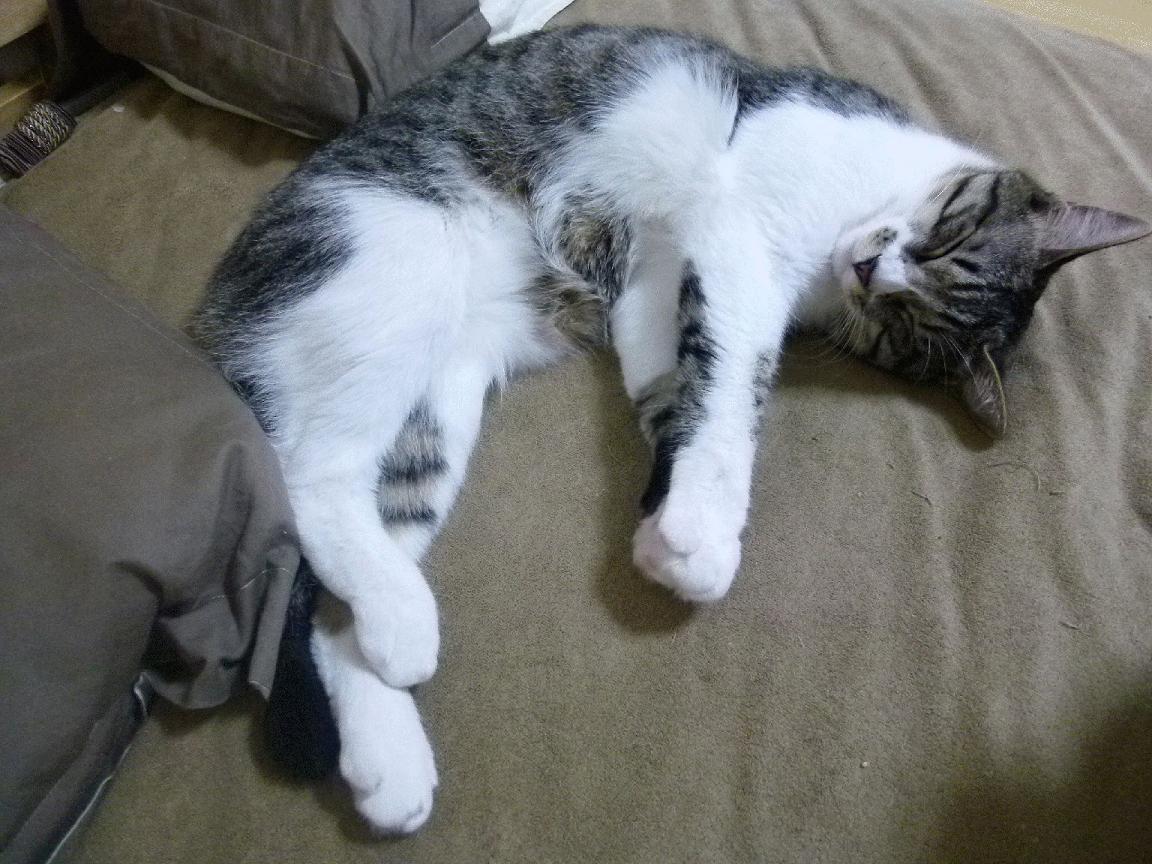 国足场上球员换位效率与执行成功率,国足场地更换