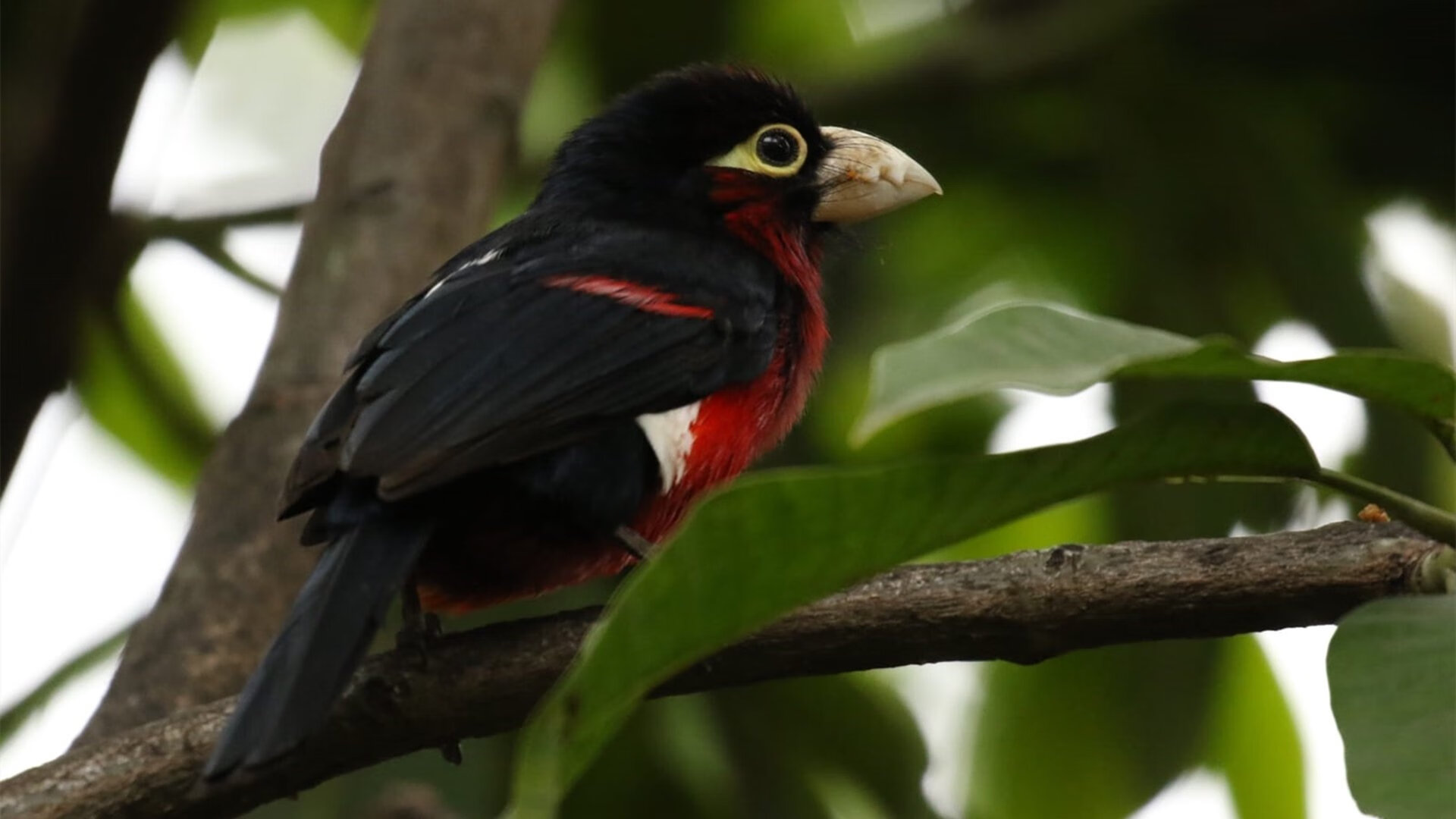 “FIFA严打关联俱乐部，莱昂或失参赛资格”