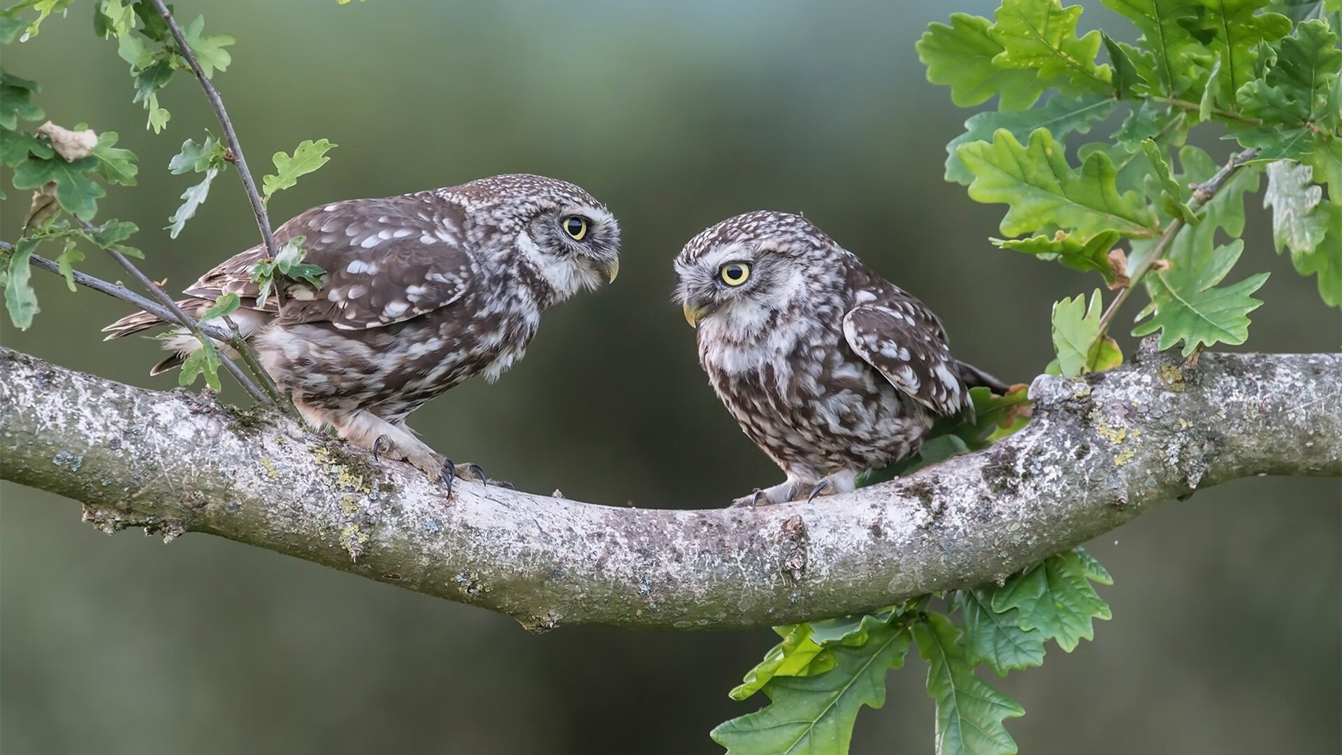 开云体育视频直播-“高新体育中心：羽毛球赛场成全球选手竞技之地”