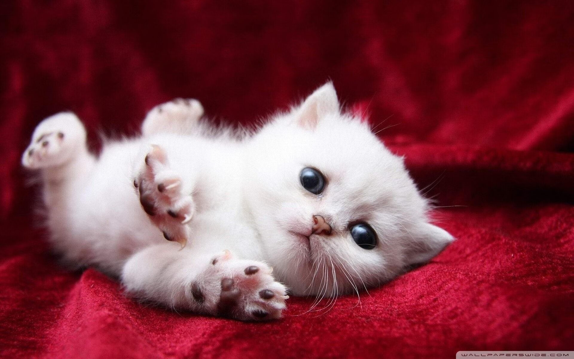 塞尔维亚锋线火力十足,欧洲杯表现抢眼