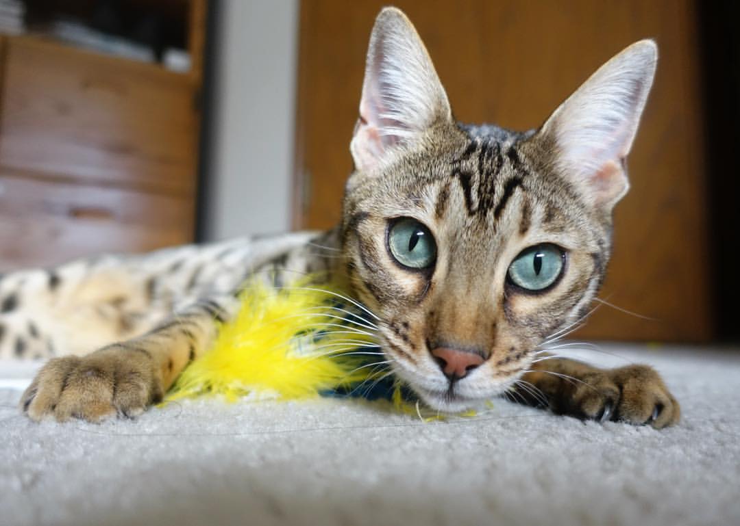 球队启动冬训计划，强化对抗与战术执行力，足球队冬训总结